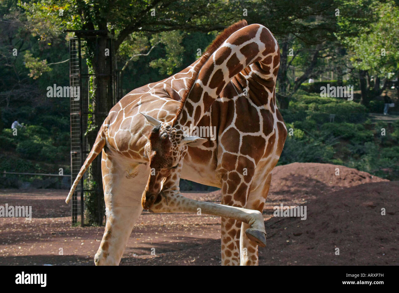 A Giraffe in the Zoo Stock Photo