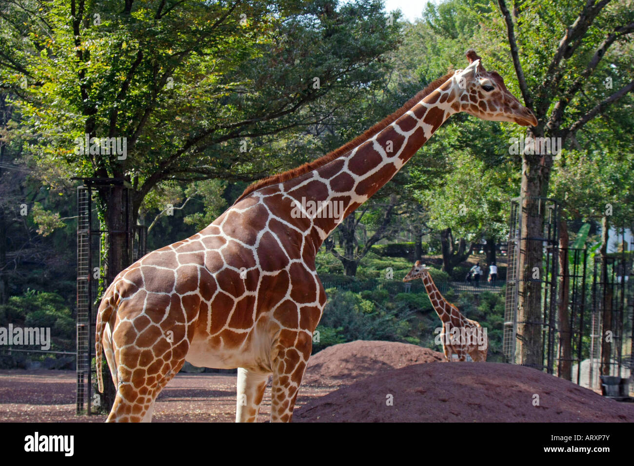 Giraffes in the Zoo Stock Photo