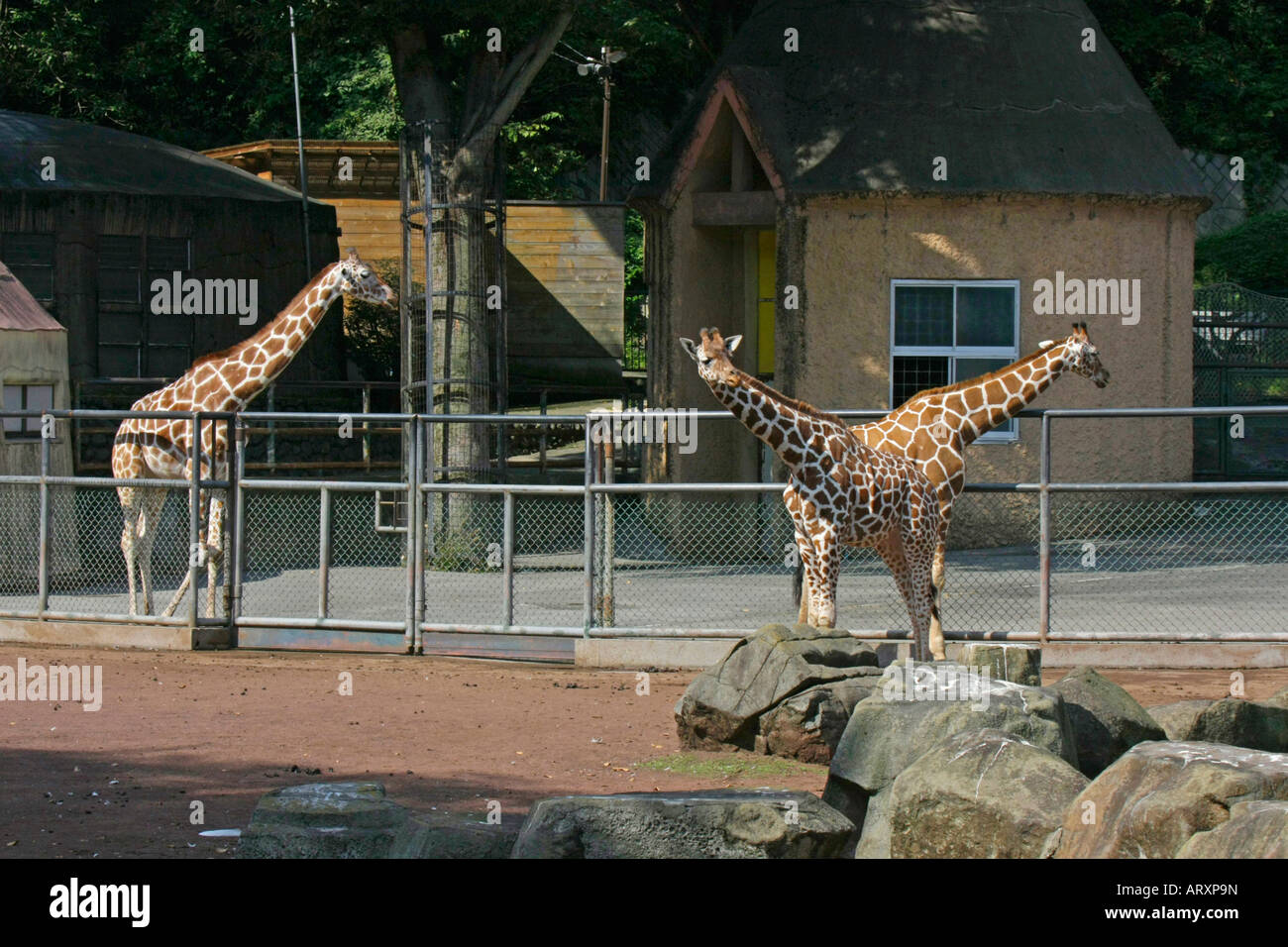 Giraffes in the Zoo Stock Photo