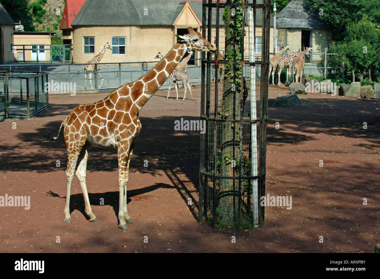 Giraffes in the Zoo Stock Photo