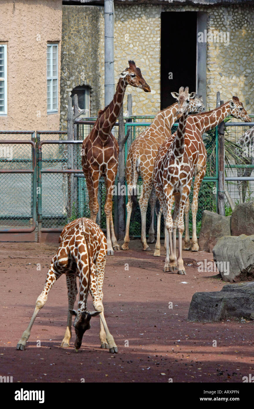 Giraffes in the Zoo Stock Photo