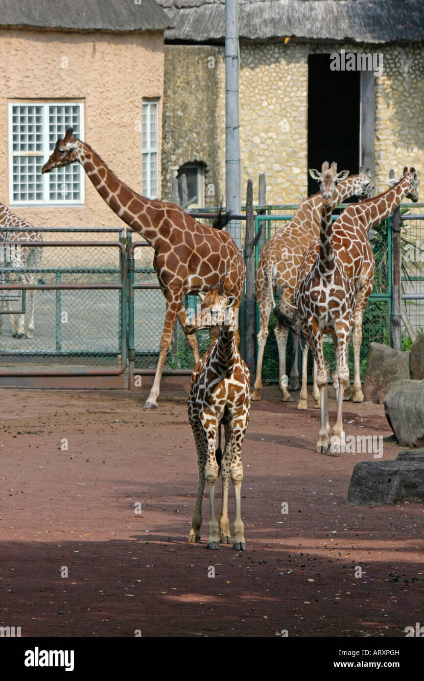 Giraffes in the Zoo Stock Photo