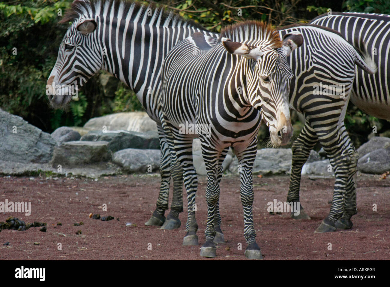 Zebras in the Zoo Stock Photo Alamy