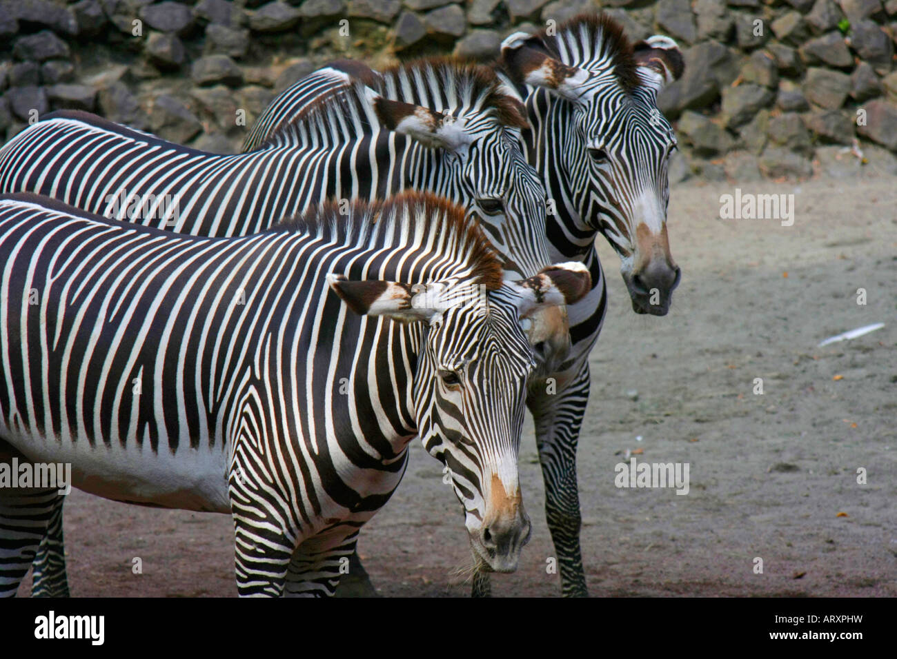 Zebras in the Zoo Stock Photo