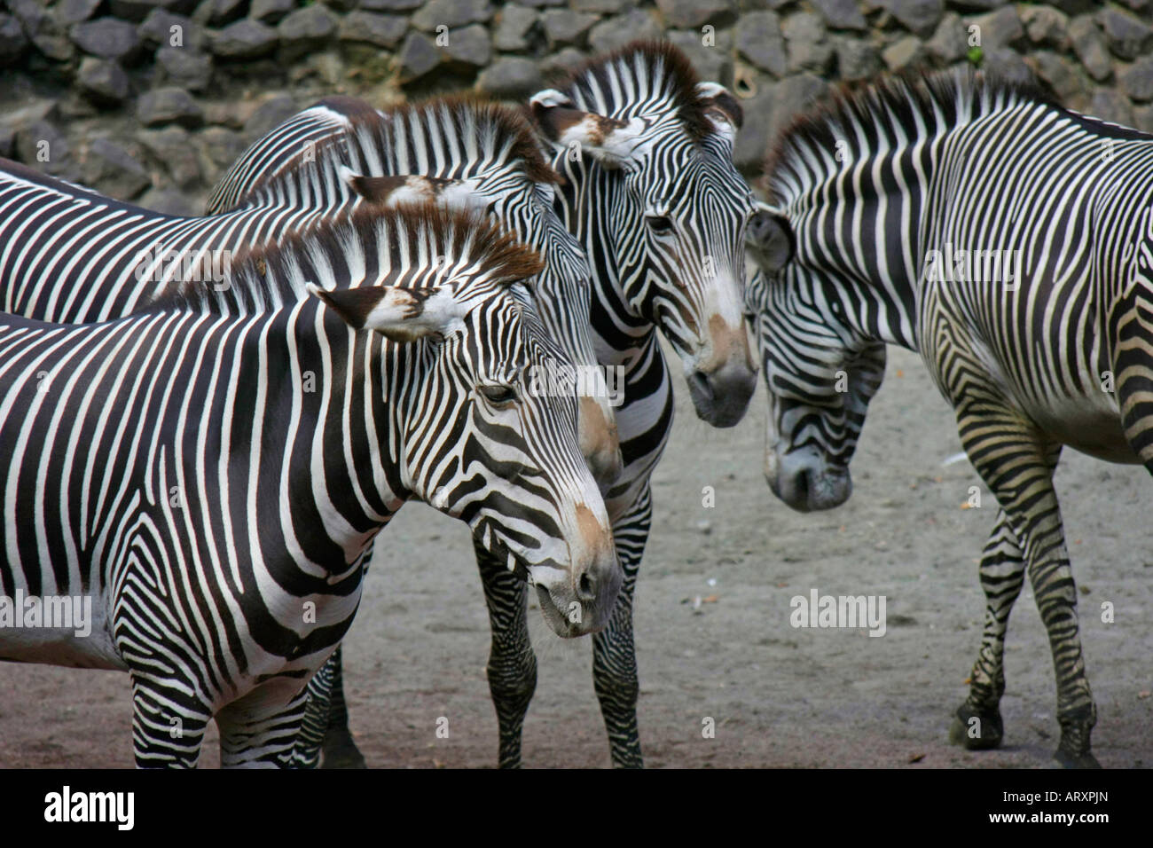 Zebras in the Zoo Stock Photo