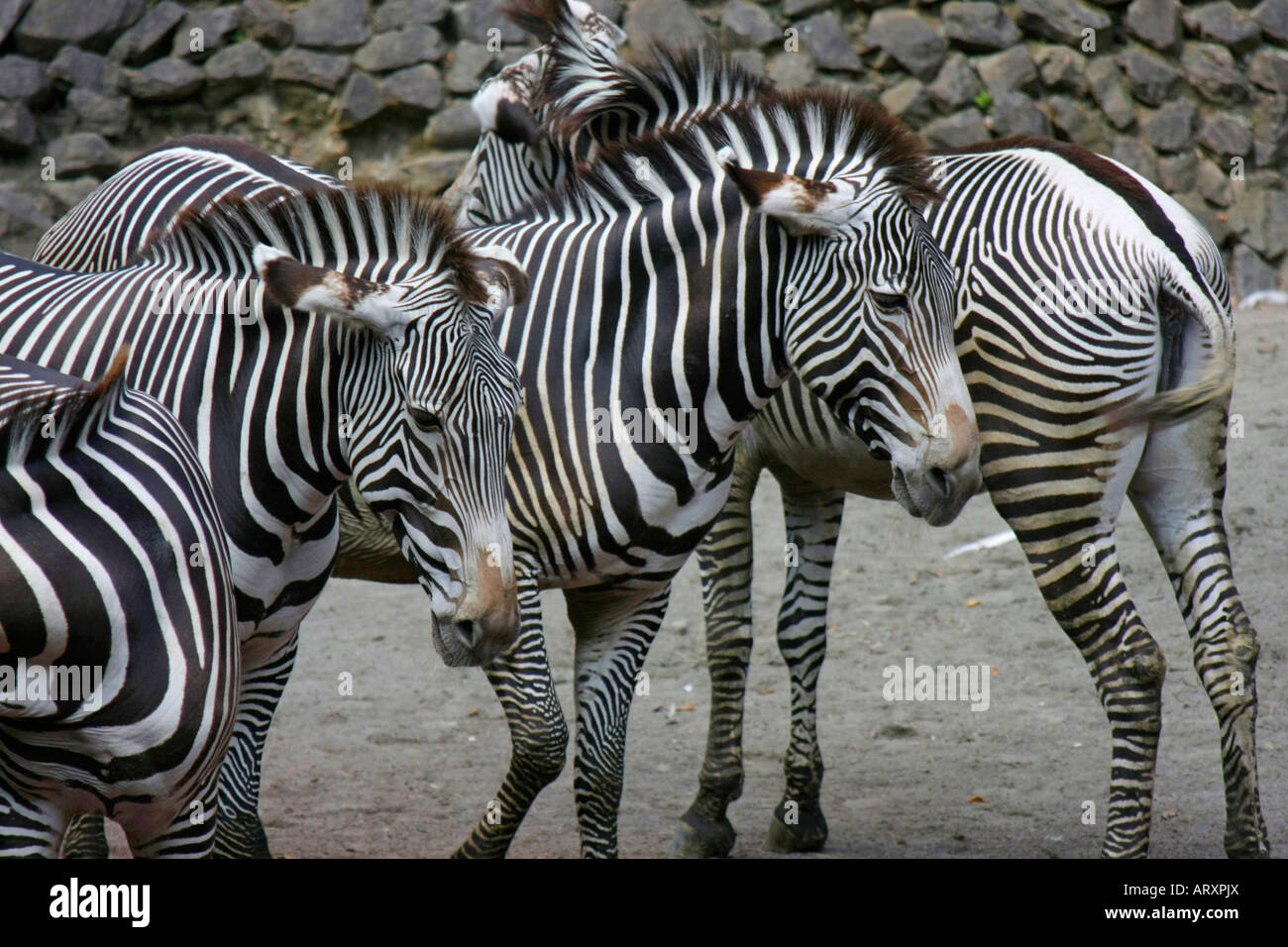 Zebras in the Zoo Stock Photo