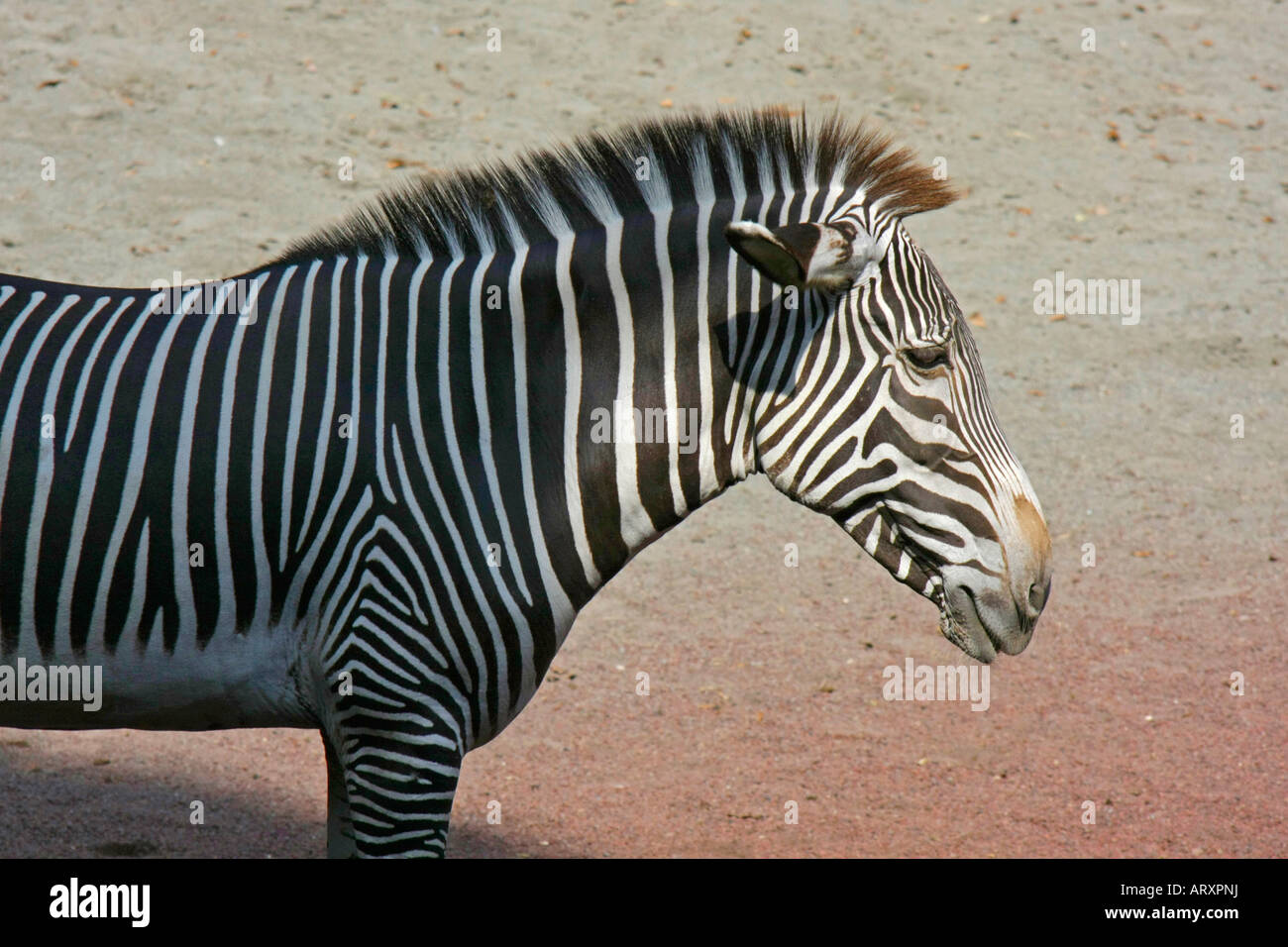 A Zebra in the Zoo Stock Photo
