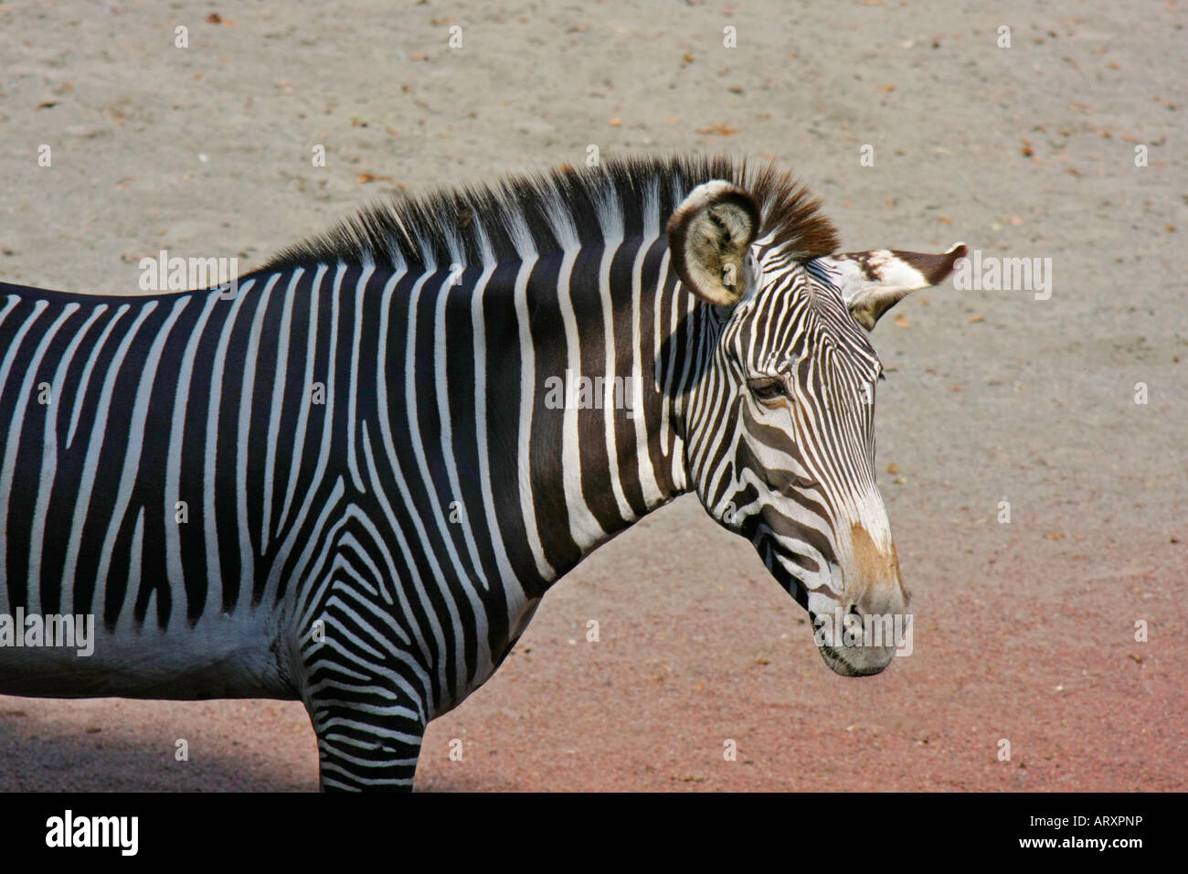 A Zebra in the Zoo Stock Photo