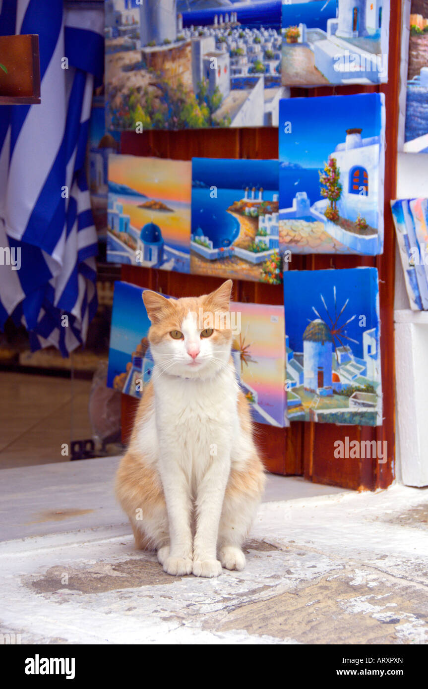 One of many cats poses at a souvenir shop in Hora on the Greek Island