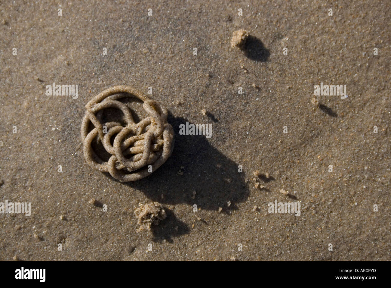 Worm cast in sand hires stock photography and images Alamy