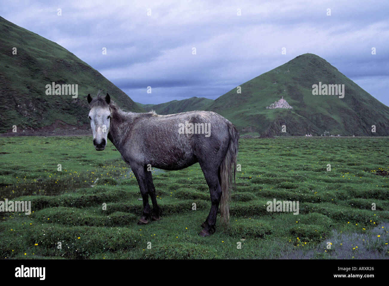 A white horse on the Tagong grasslands , Tibet Kham , Sichuan China 2004 Stock Photo