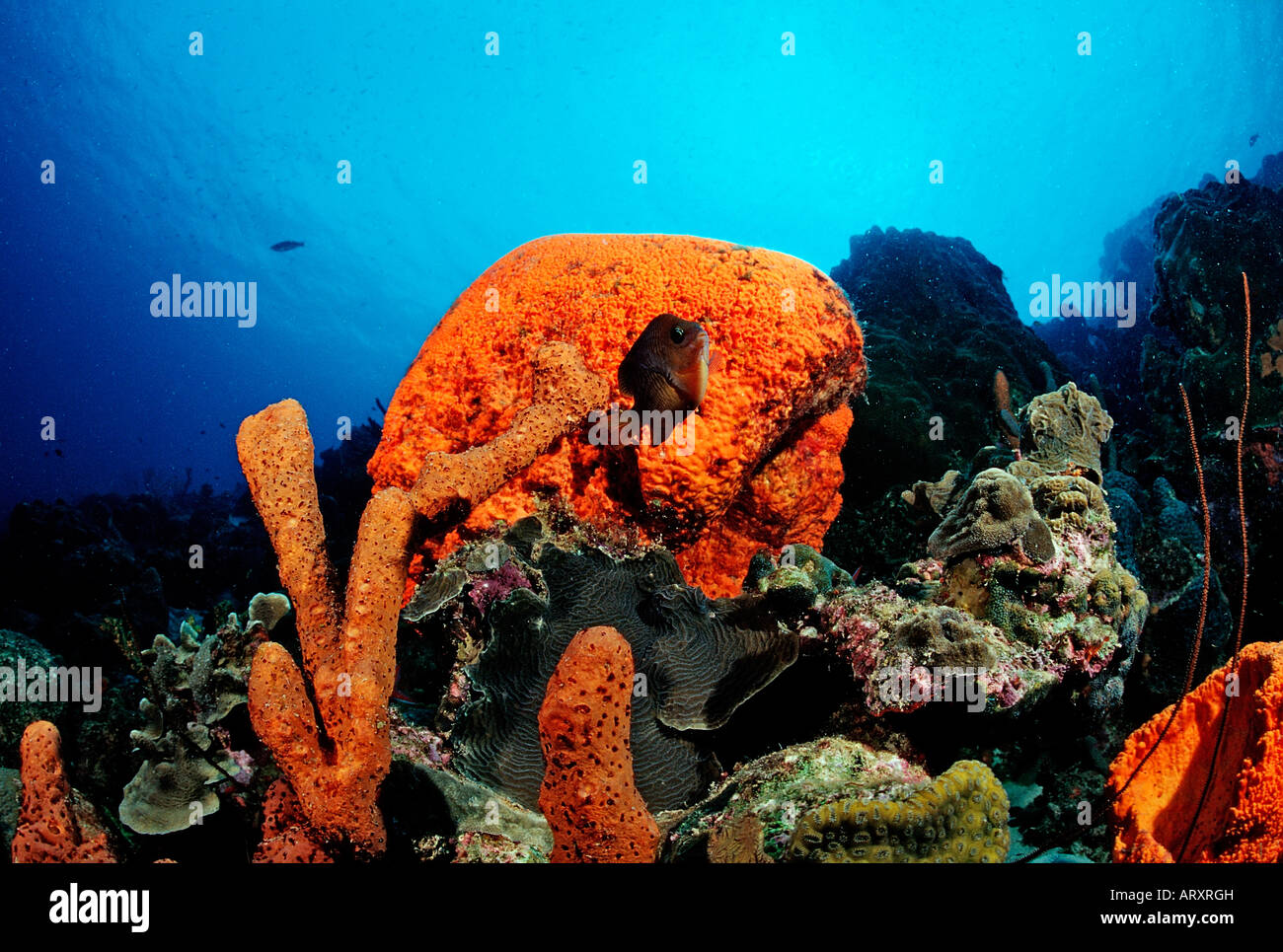 Coralreef with Sponge Caribbean Sea Tobago Stock Photo