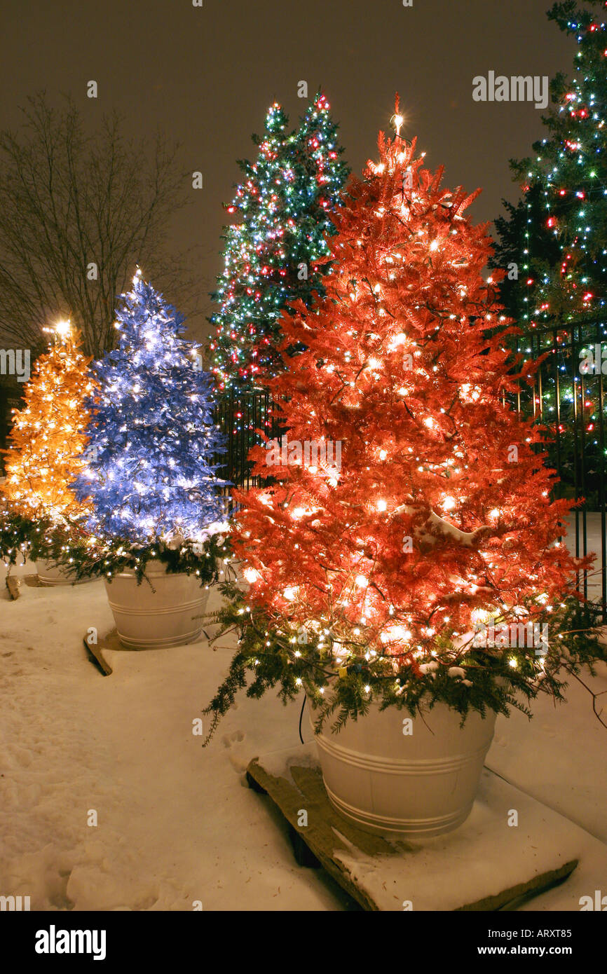 Christmas Lights On Trees On The Streets Of Montreal Stock Photo Alamy   Christmas Lights On Trees On The Streets Of Montreal ARXT85 