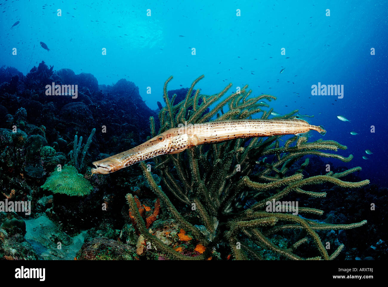 Trumpetfish Aulostomus maculatus Caribbean Sea Belize Stock Photo