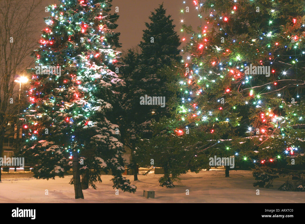 Christmas lights on trees on the streets of Montreal Stock Photo Alamy
