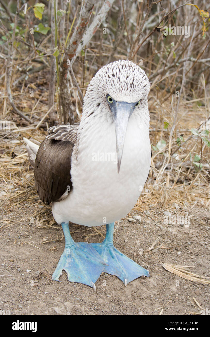 Male blue footed booby bird, Galapagos islands, Ecuador, South America