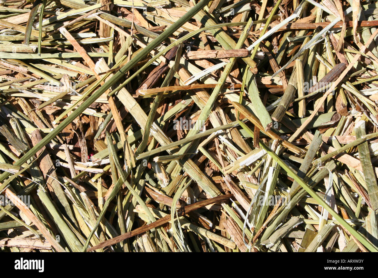 Tatora Reed Close up of the floor of a flowting island Uros Island made of totora ...