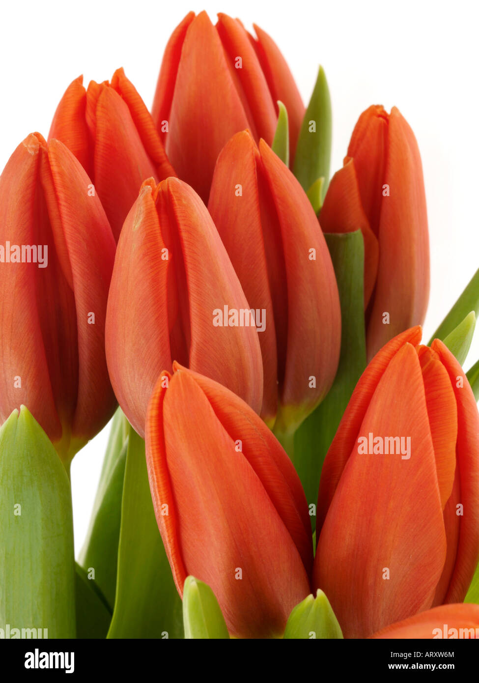 Bunch Of Tulips Stock Photo - Alamy
