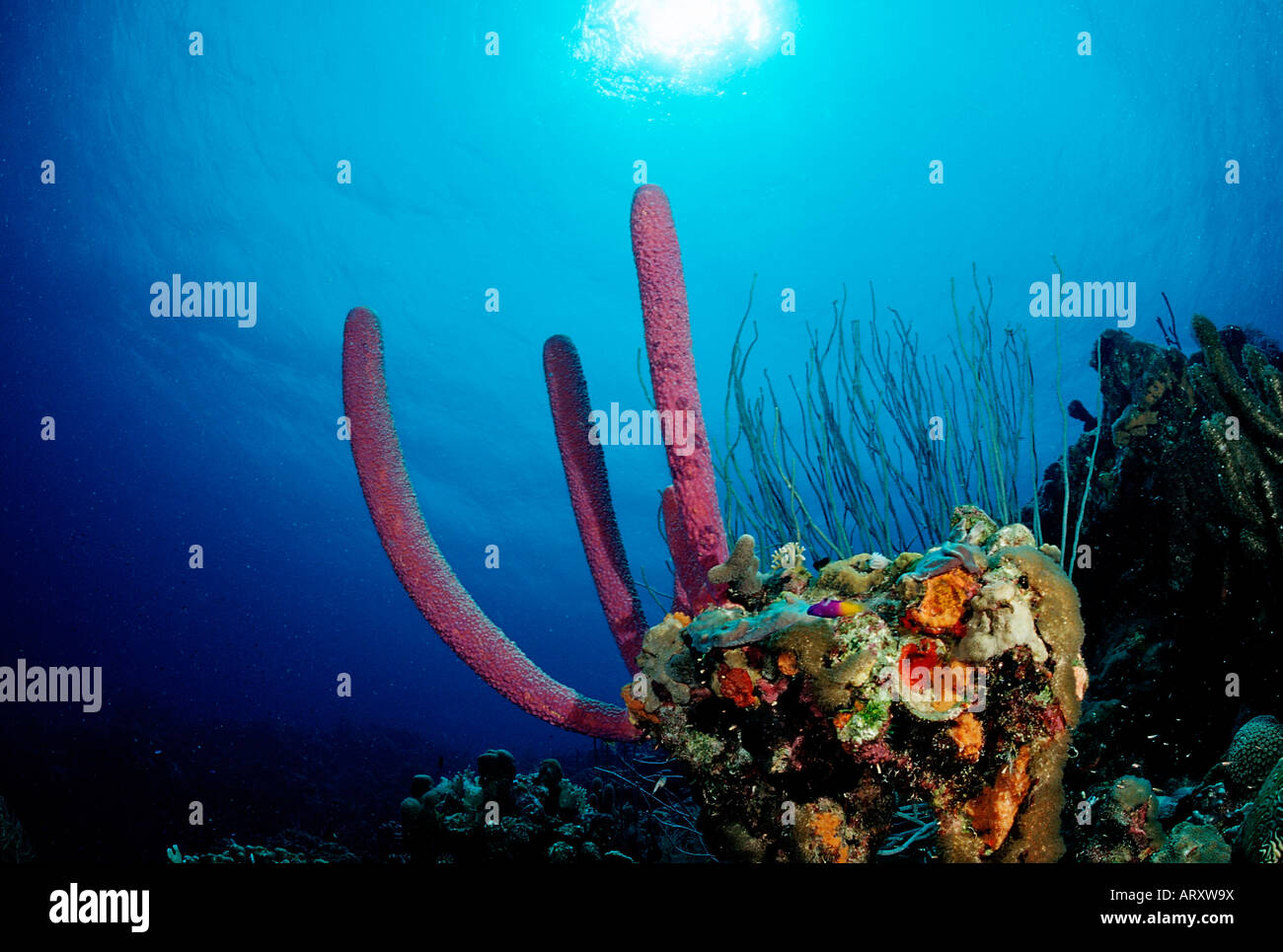 Korallenriff Caribbean Sea Tobago Stock Photo