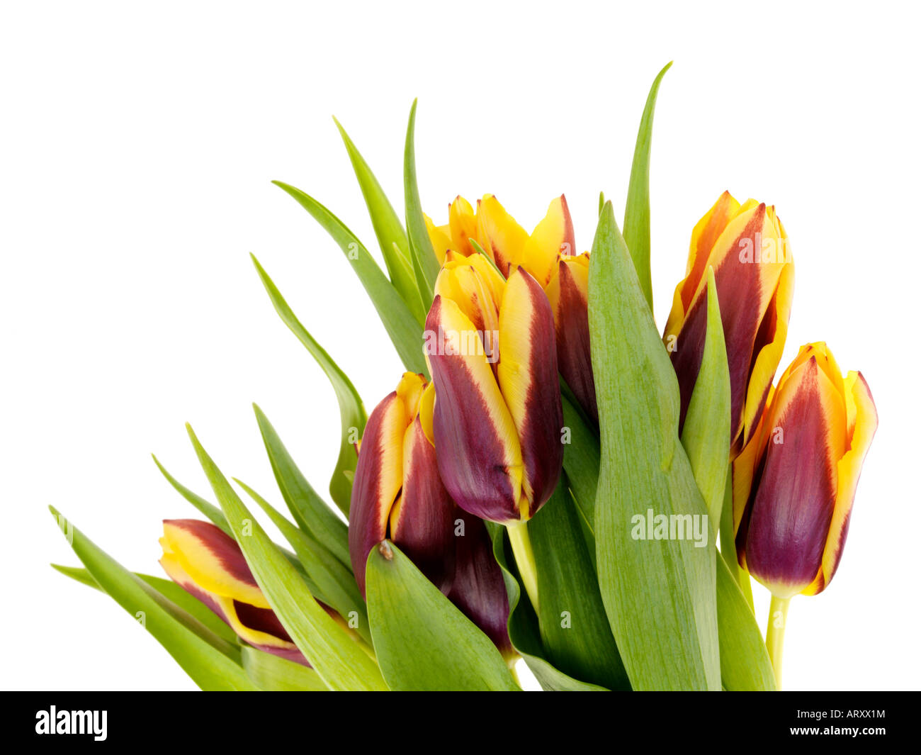 Bunch of Tulips Stock Photo - Alamy