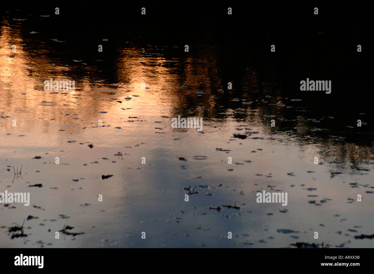 Sky and trees reflecting in pond hi-res stock photography and images ...