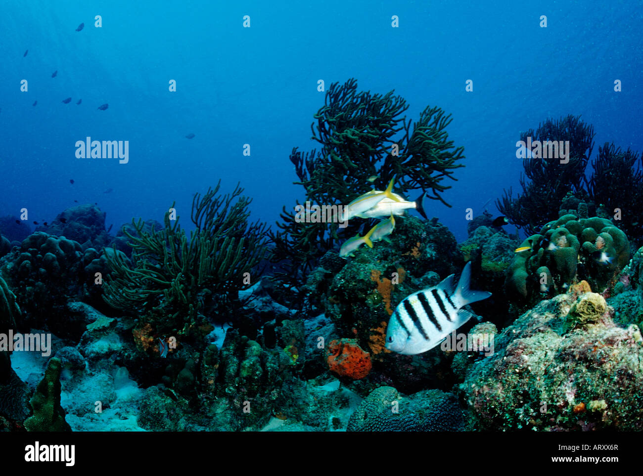 Caribbean Reef Caribbean Sea Tobago Stock Photo