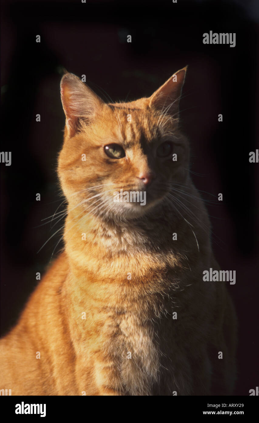 Ginger Tom Cat Stock Photo Alamy