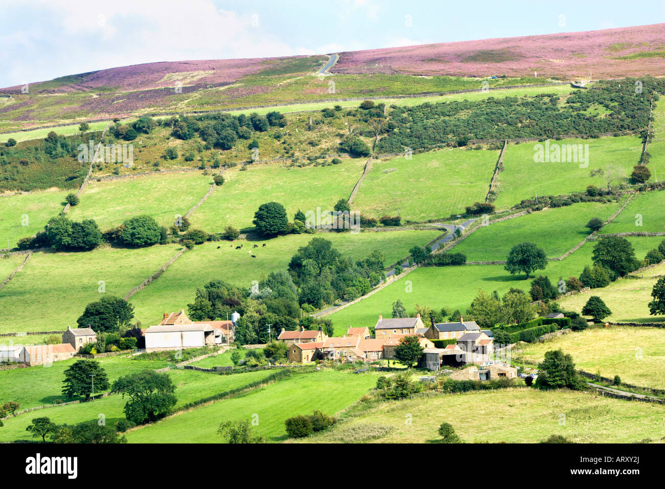 Houses and farms in Great Fryupdale with heather on top of Glaisdale Rigg. North York Moors National Park, UK Stock Photo
