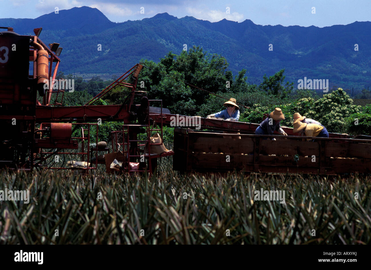 Pineapple fields being tended to outside of Wahiawa, Oahu Stock Photo