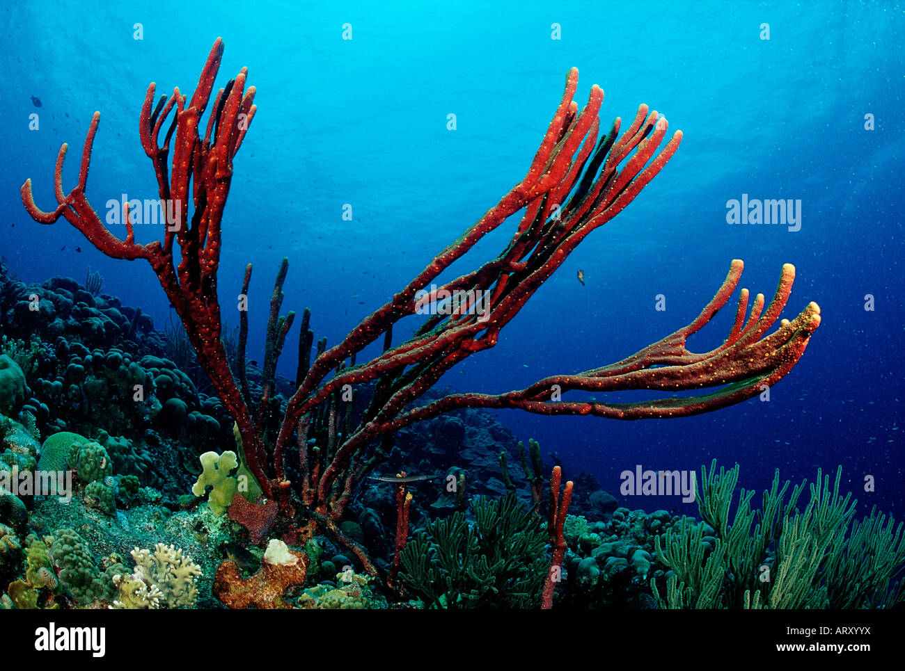 Red Sponge at Coral Reef Caribbean Sea Belize Stock Photo