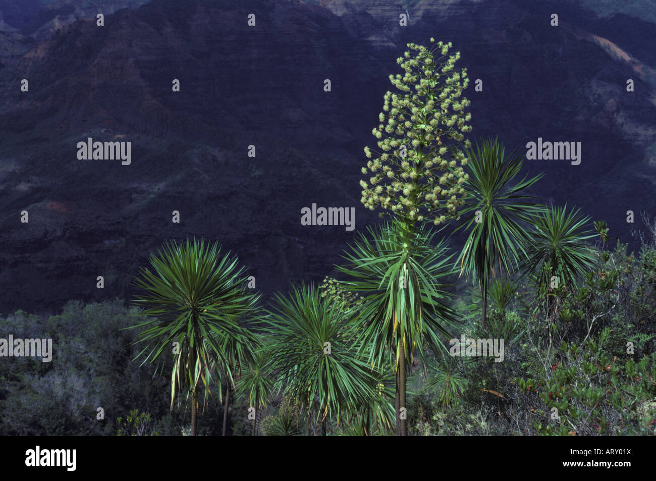 Native plants, Kauai greensword, argyroxiphium grayanum, Waimea Canyon