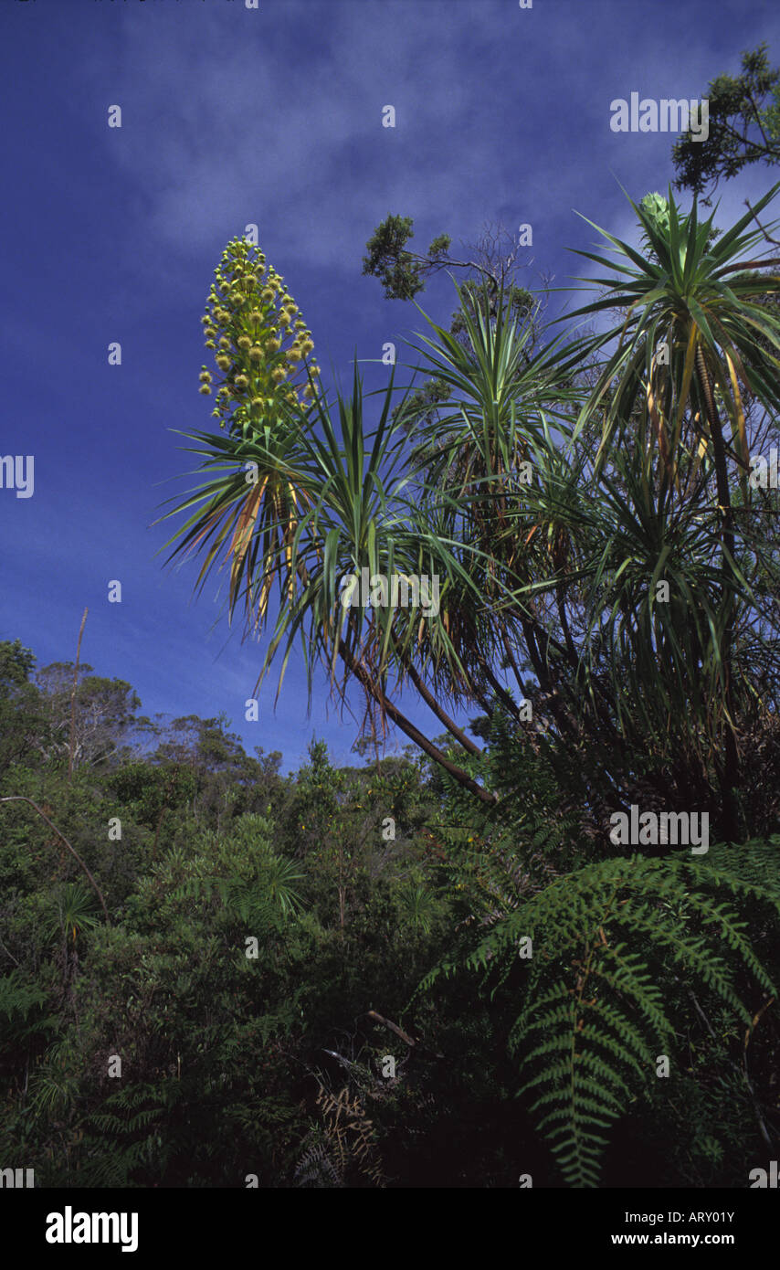 Native plants, Kauai greensword, Waimea canyon Stock Photo Alamy