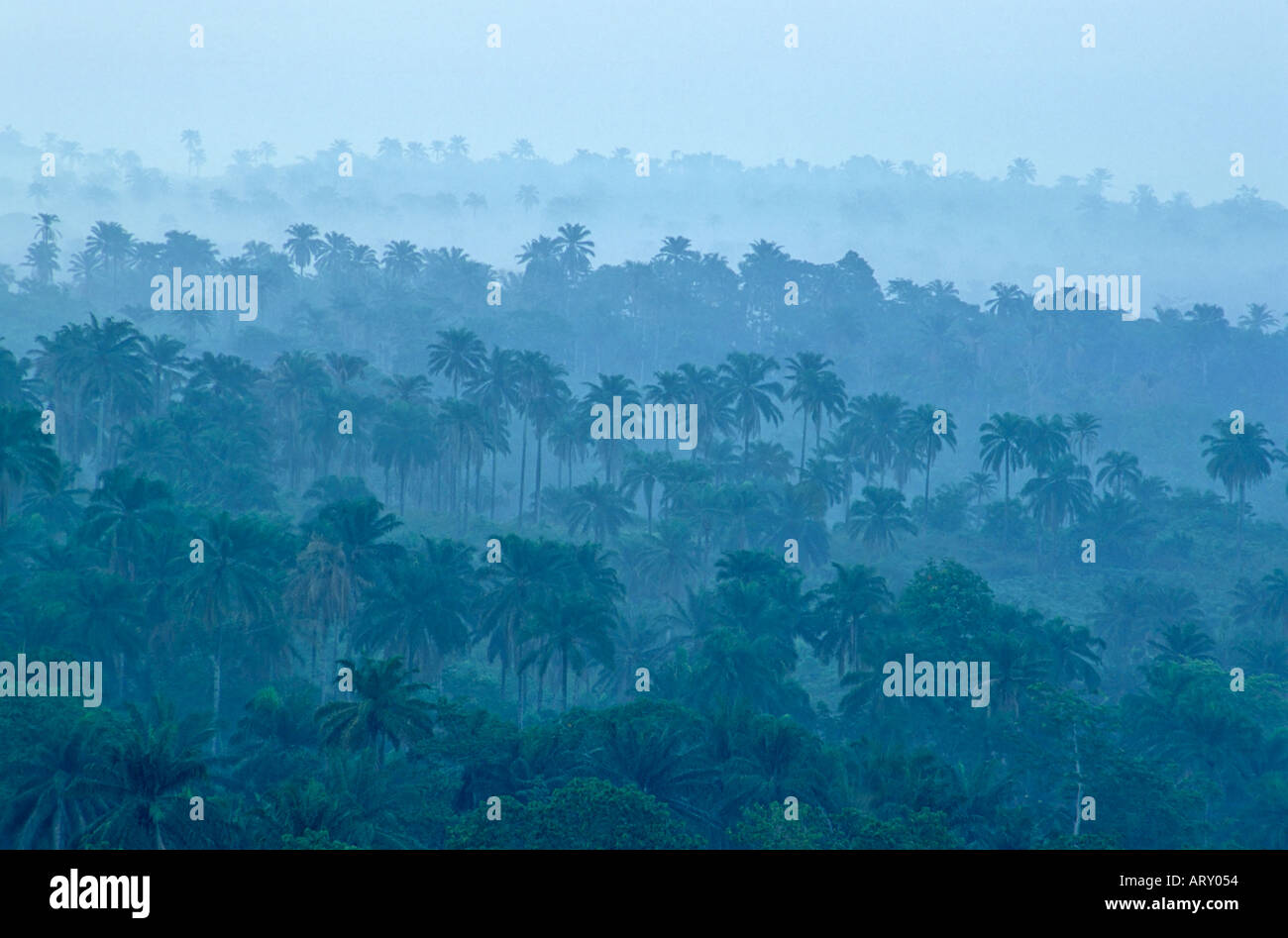 Palm trees in the mist, near Abeokuta, Nigeria Stock Photo Alamy