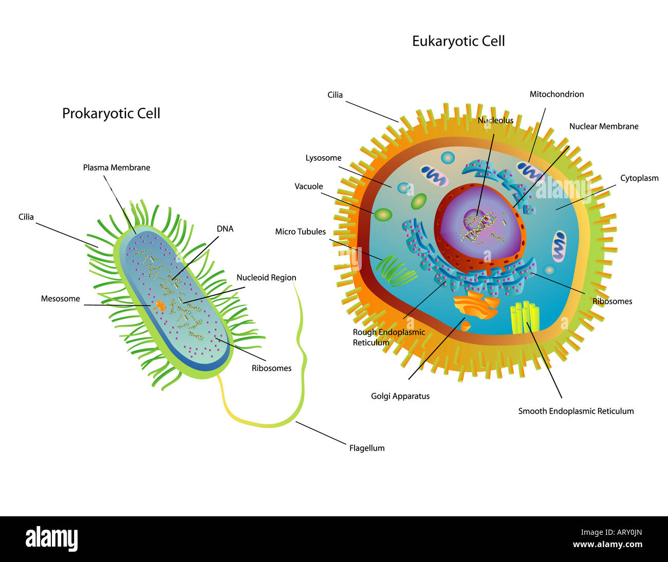 Cross section diagram of Prokaryotic and Eukaryotic cells Stock Photo