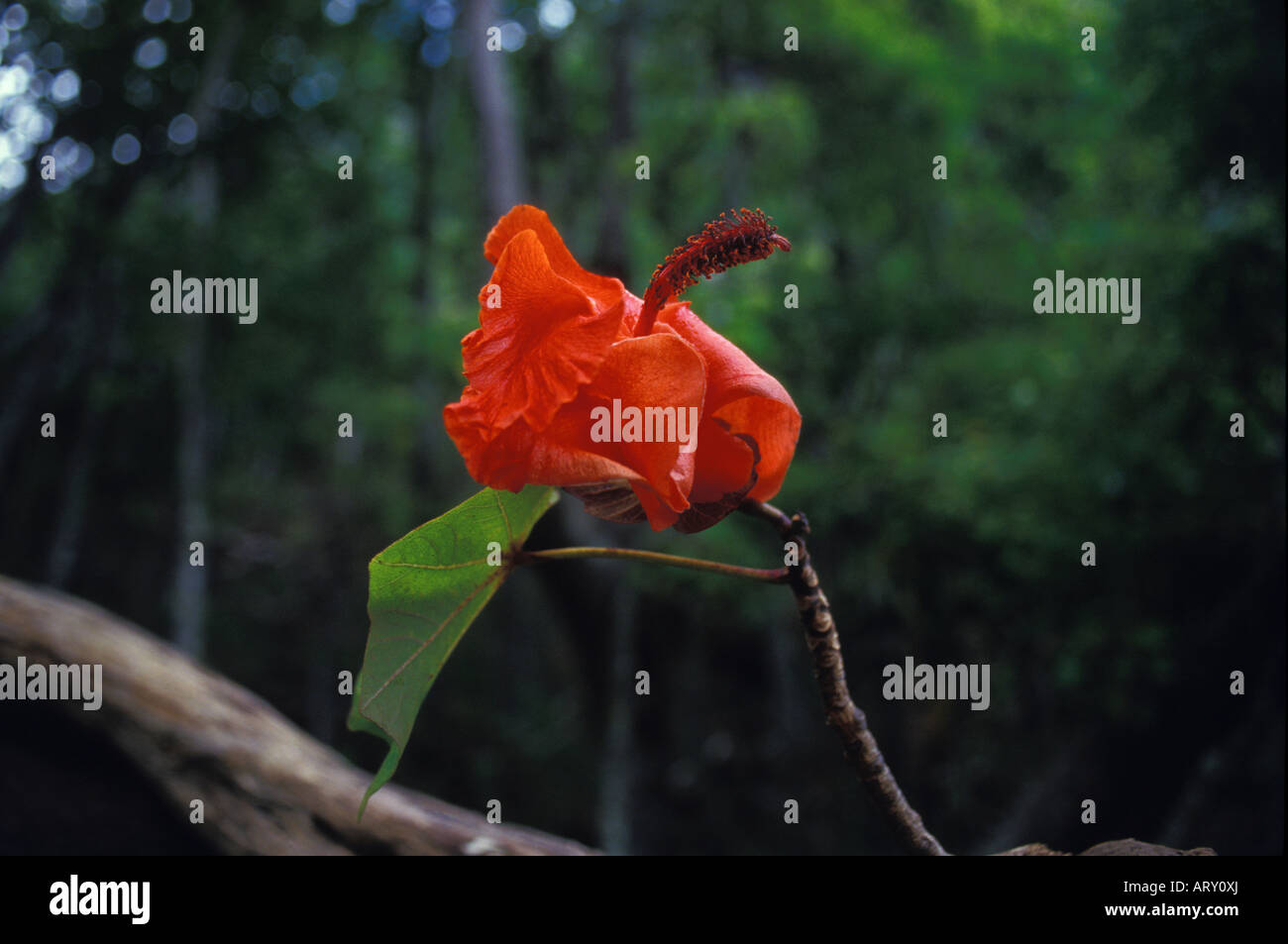 Kokia kauaiensis, a very rare endangered species with spectacular