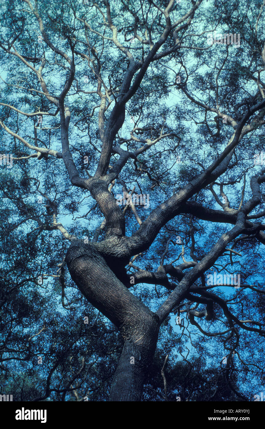 Hawaiian koa tree (Acacia koa), a native tree endemic to the Hawaiian Islands, highly valued by wood workers, used in ancient Stock Photo