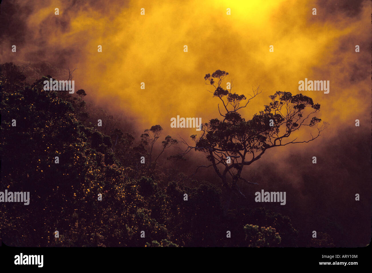 Ohia lehua tree at sunset, in the mist of Kalalau Valley from Puu o