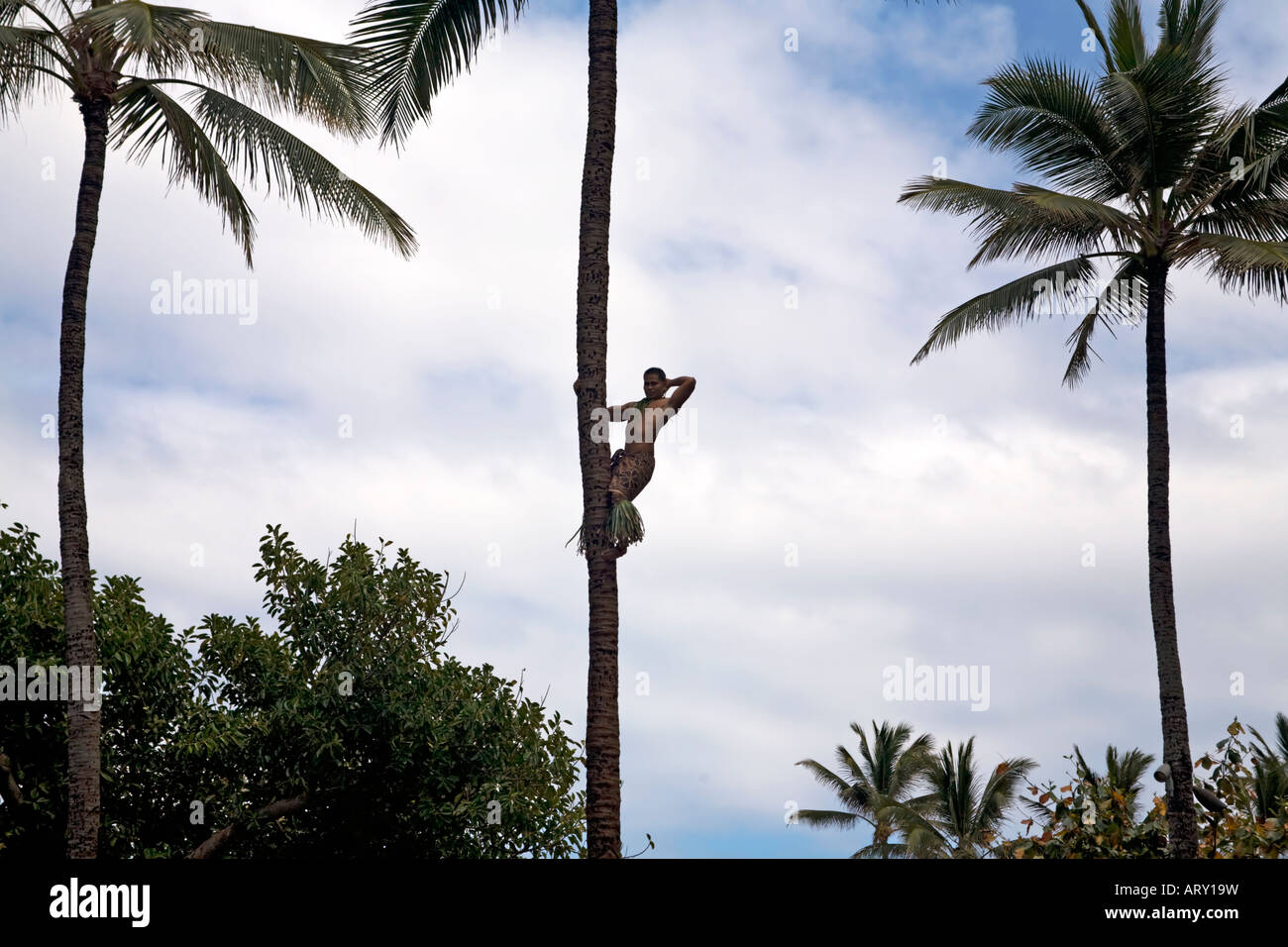 Native climbing palm tree in Hawaii. Tall thin palm trees with white cloud and blue skies. Stock Photo
