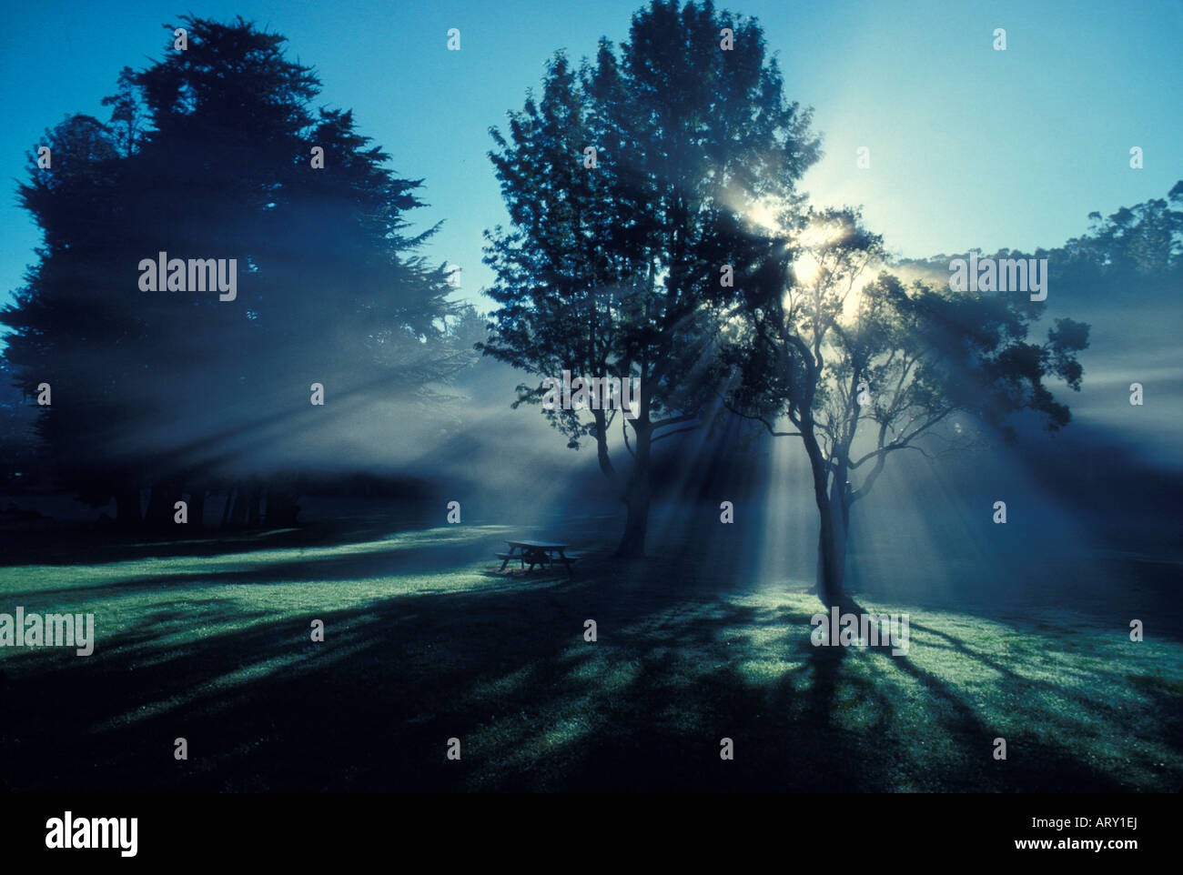 Sunrise, meadow fronting Kokee Museum, Kokee State Park Stock Photo Alamy