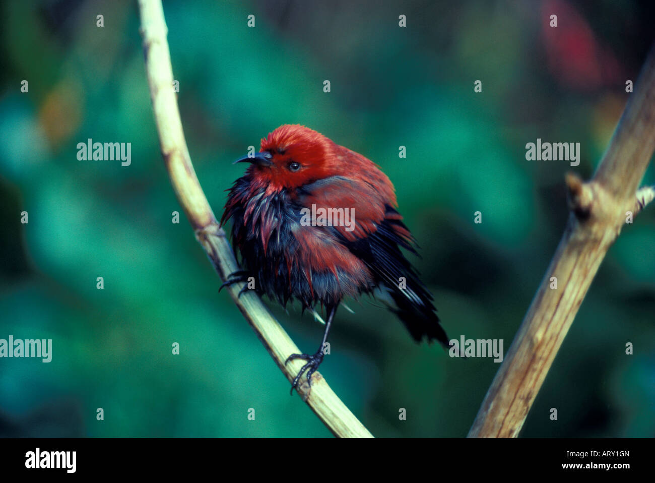Apapane (Himatione sanguinea) looking stressed (possibly ill), after