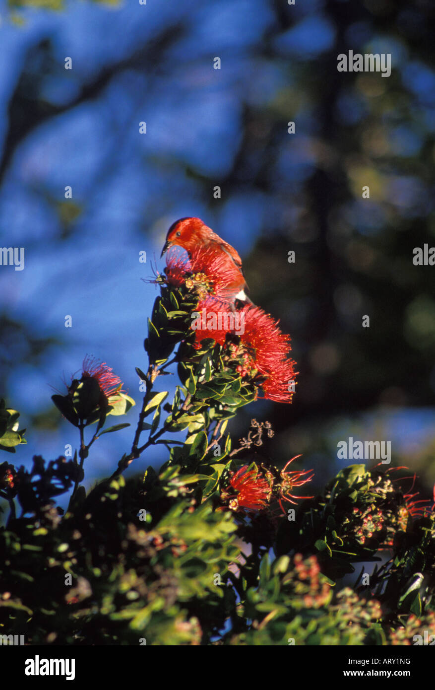 Apapane (Himatione sanguinea) taking nectar from Ohia lehua ...