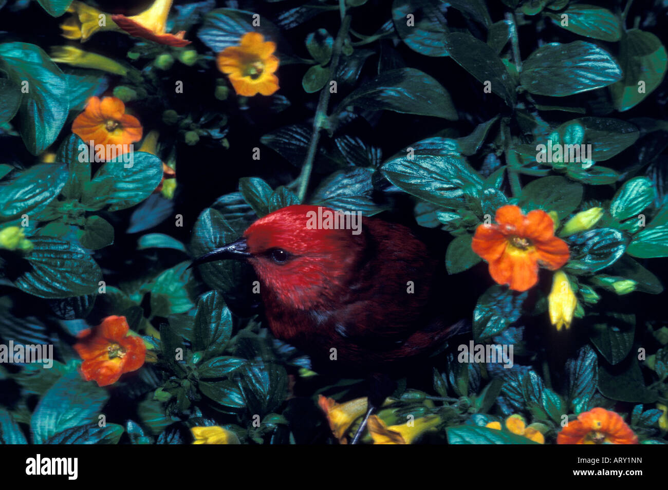 Honeycreepers hawaii hires stock photography and images Alamy