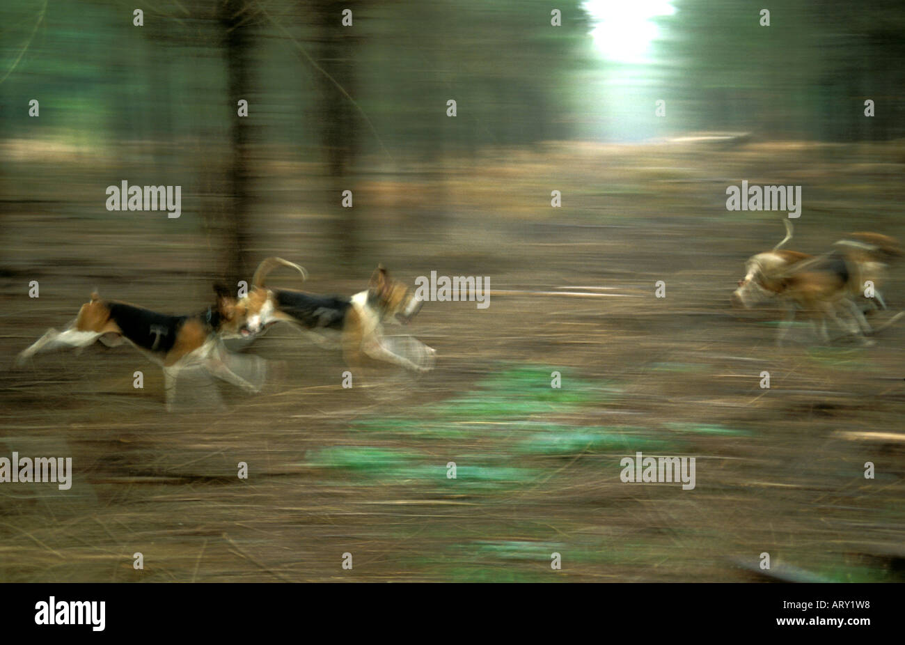 Dog chasing deer hires stock photography and images Alamy