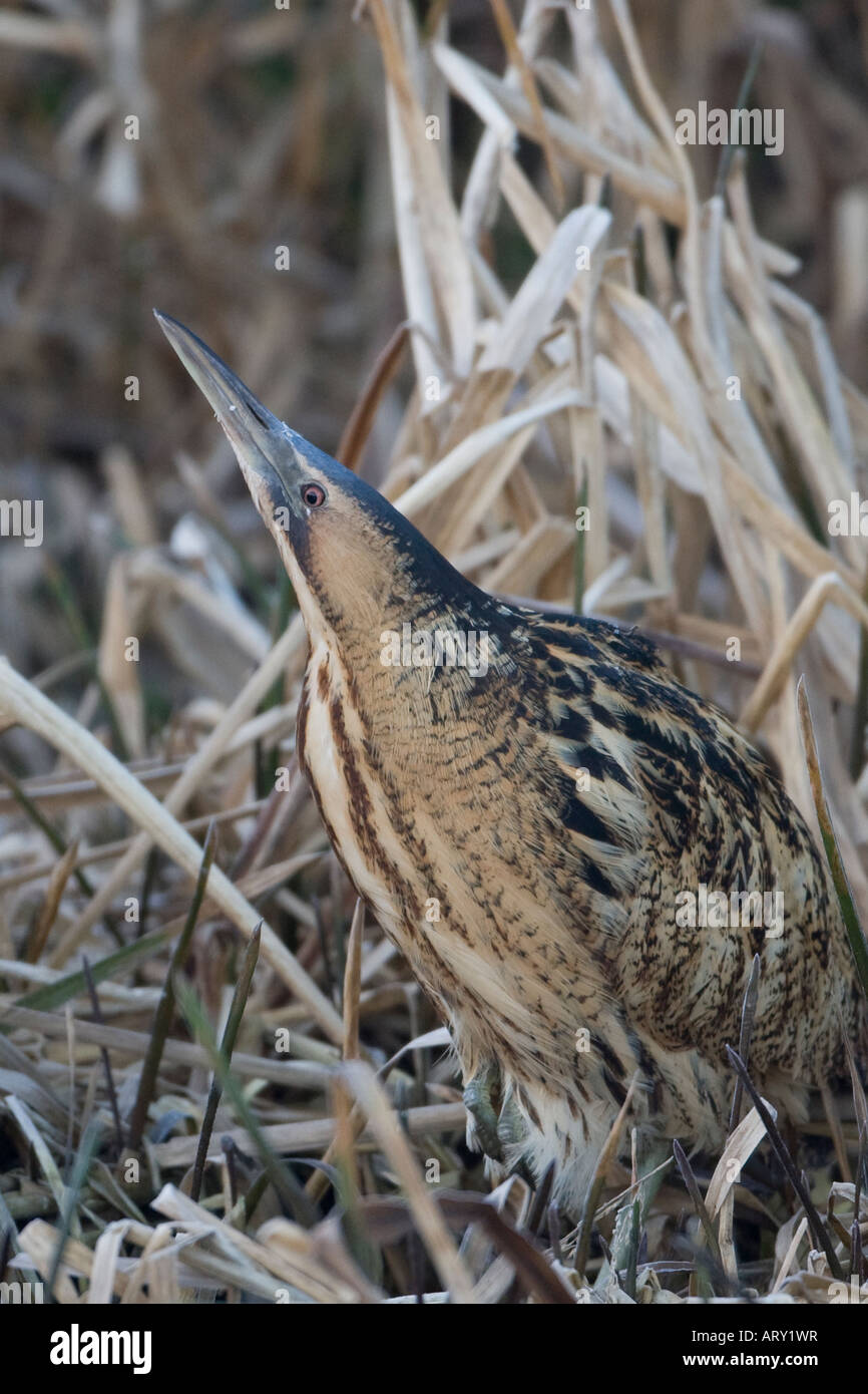 Bittern Botaurus stellaris in marshy reeds Stock Photo
