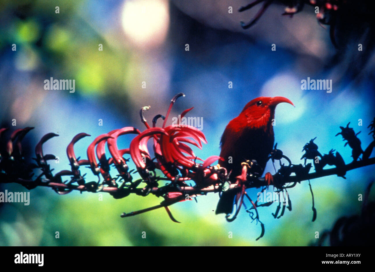 vibrant red iiwi, or honeycreeper, (species: vestiaria coccinea) native to Hawaii, perches on a tropical forest branch Stock Photo