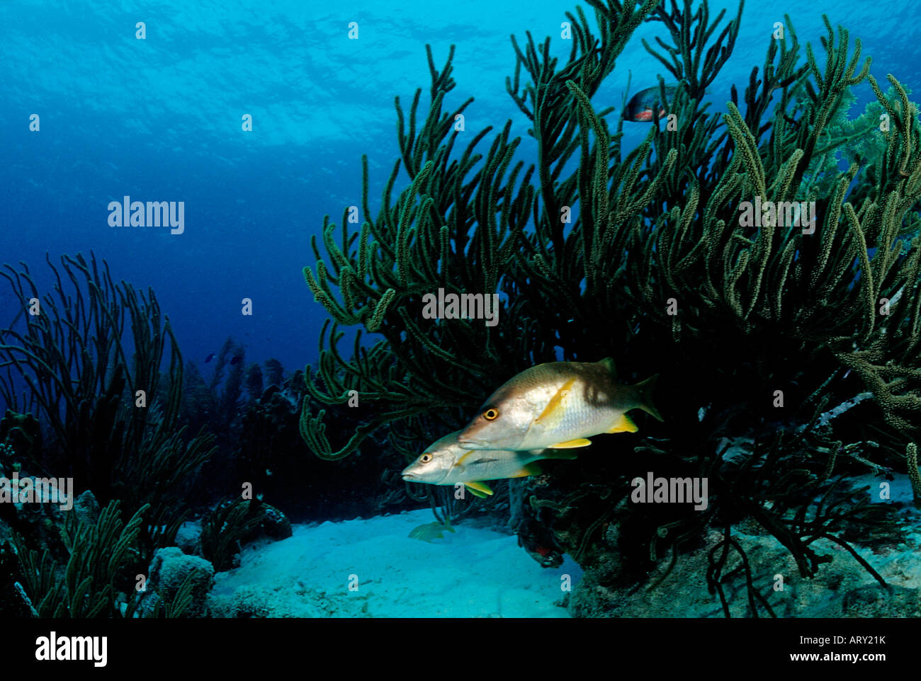 Schoolmaster under Coral Lutjanus apodus Caribbean Sea Belize Stock Photo