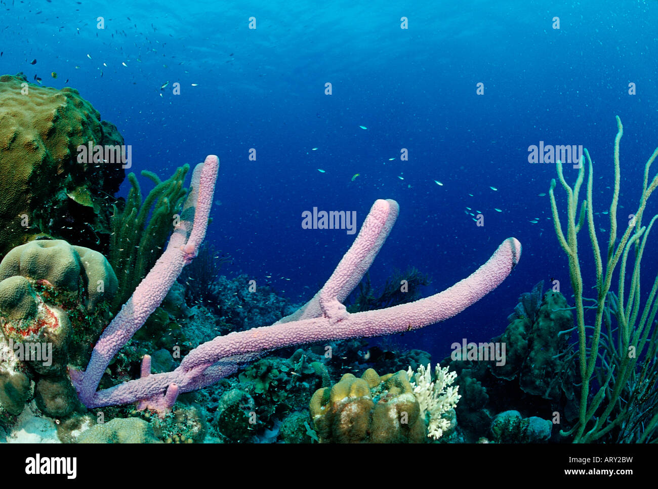 Coral Reef with Sponge Caribbean Sea Belize Stock Photo