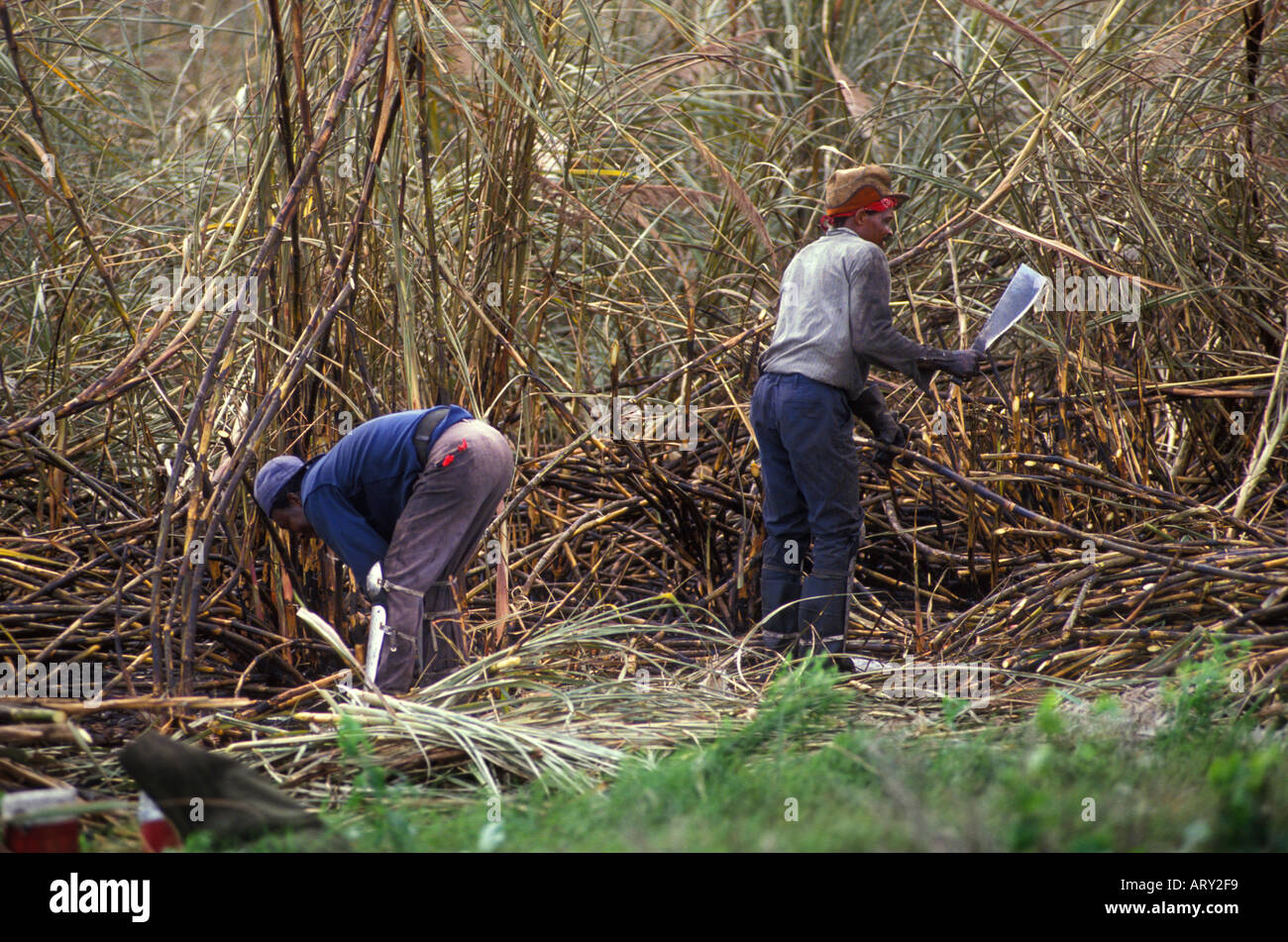 Sugar cane harvest hires stock photography and images Alamy