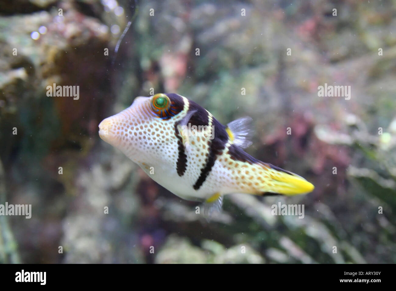 Canthigaster solandri exotic fish Stock Photo