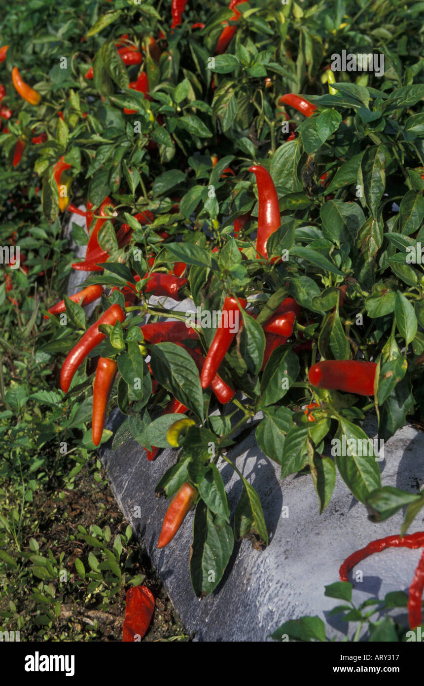 Red peppers on the vine ready for harvest Ruskin Florida Stock Photo